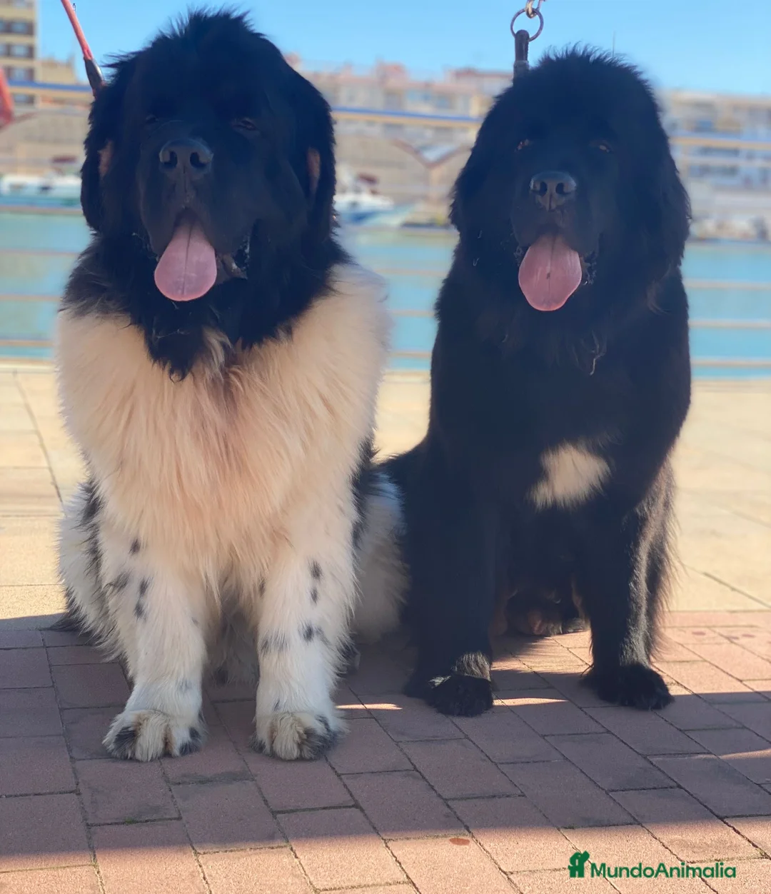 Terranova perros en venta: Terranova 641387649 - Anuncio 2