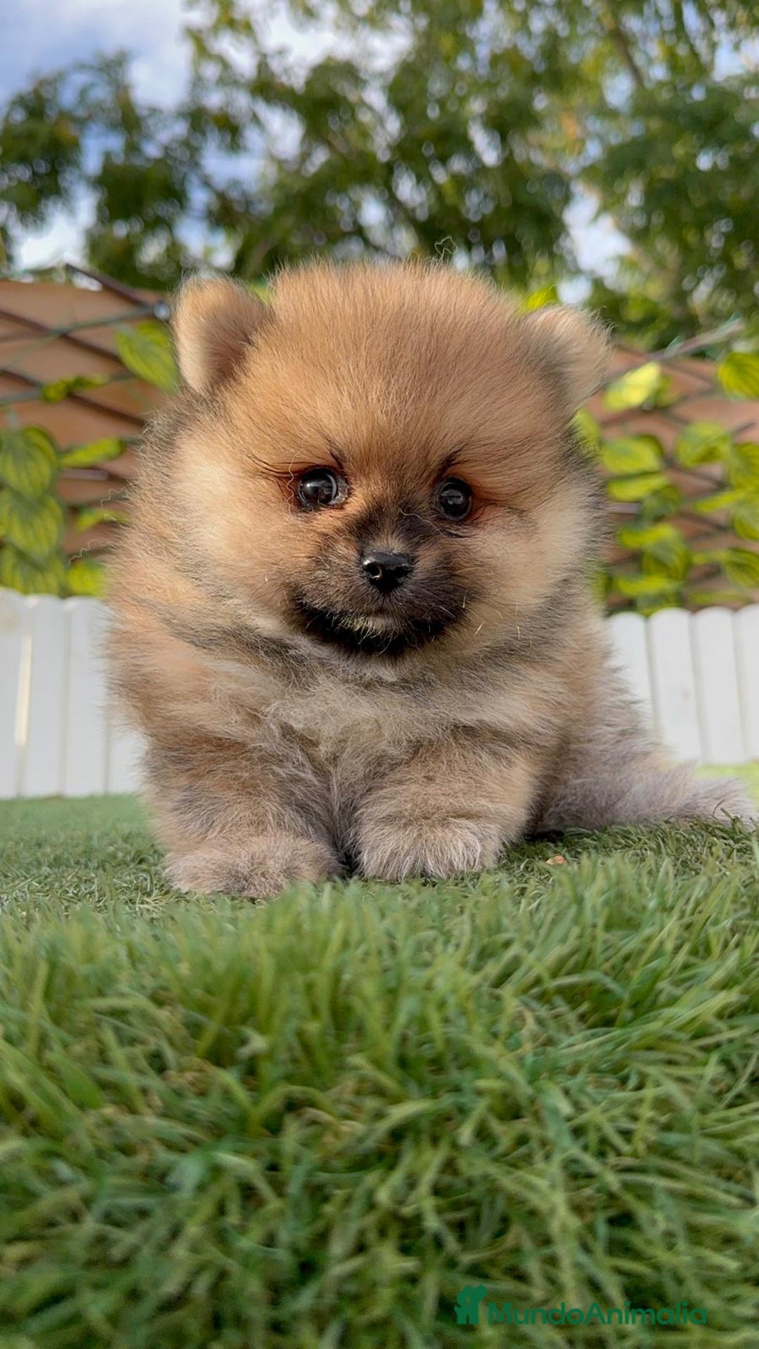 Pomerania perros en venta: POMERANIA - Imagen 14