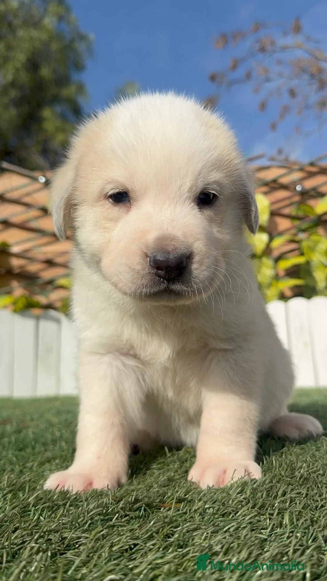 Mastín Español perros en venta: MASTIN ESPAÑOL - Anuncio 12