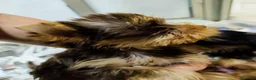 Yorkshire Terrier perros en venta: Yorkshire terrier chocolate - Anuncio 2