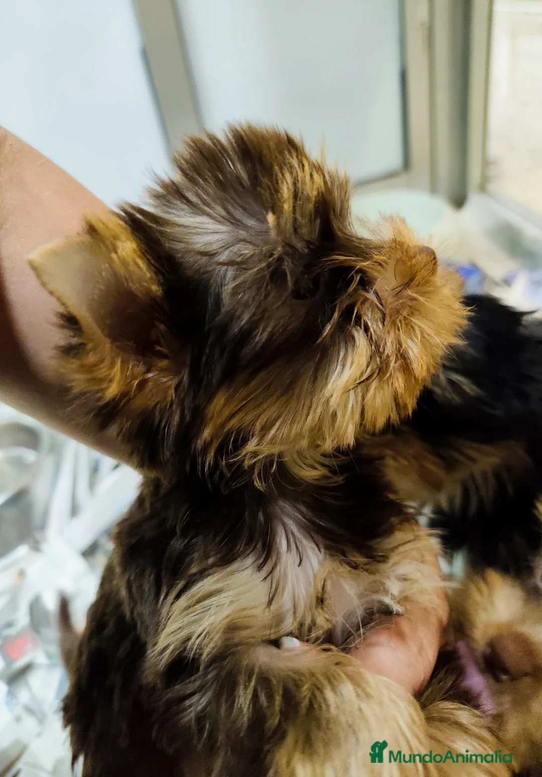 Yorkshire Terrier perros en venta: Yorkshire terrier chocolate - Anuncio 2