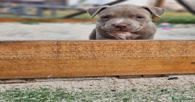 American Bully perros - Anuncio 7