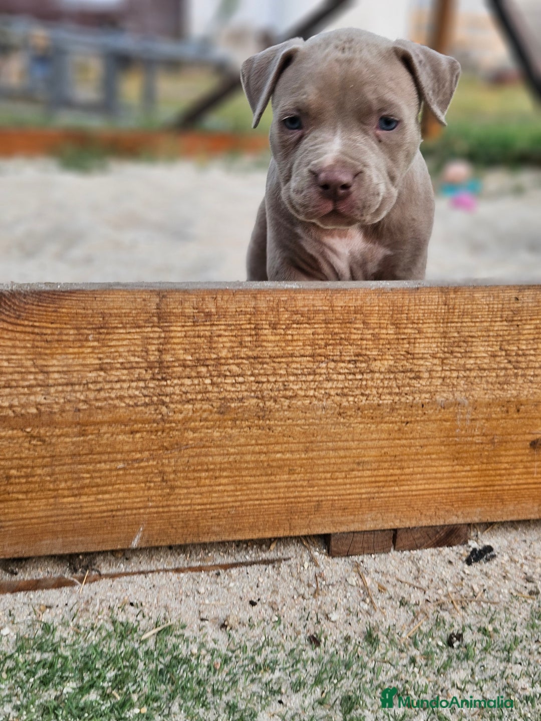 American Bully perros en venta: American bully pocket . Abkc  - Imagen 3