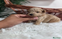 Maltipoo perros en venta: MALTIPOO HEMBRA - Imagen 1