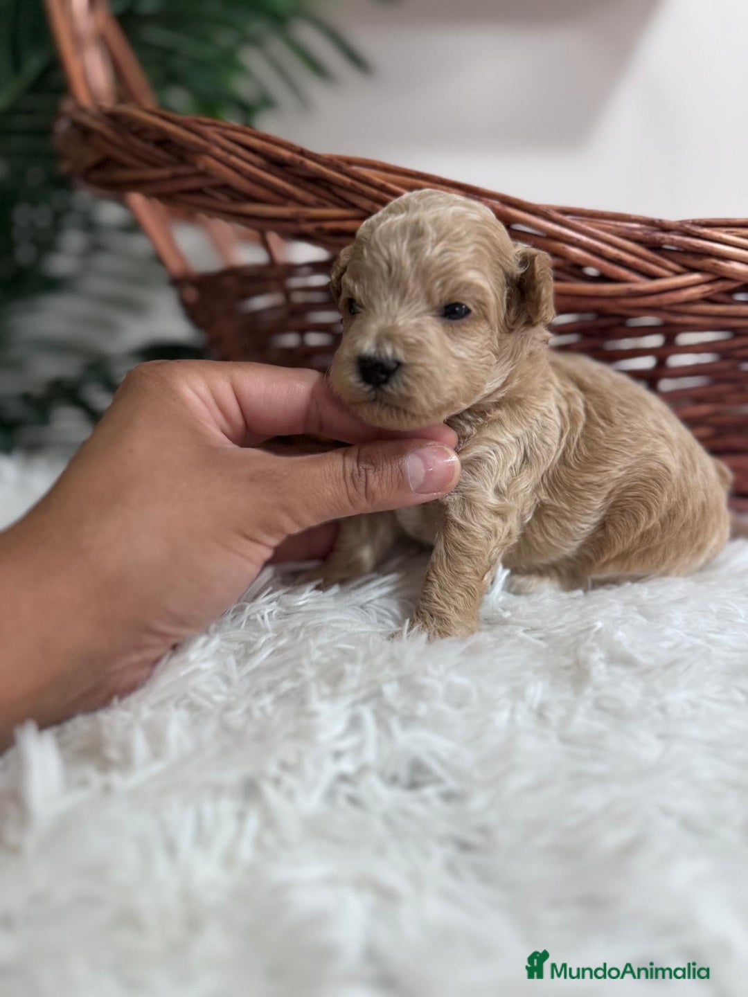 Maltipoo perros en venta: MALTIPOO HEMBRA - Imagen 1