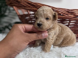 Maltipoo perros - Anuncio 1