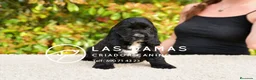 Cocker Spaniel Inglés perros en venta: Cocker spaniel inglés disponibles.  - Anuncio 4