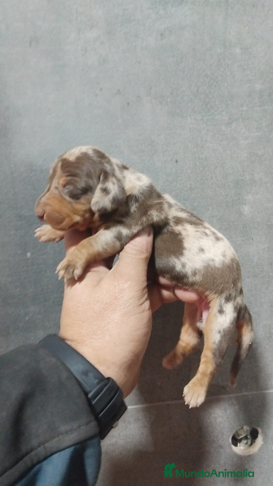 Teckel Miniatura perros Teckel kaninchen  - Anuncio 1