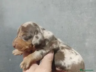 Teckel Miniatura perros Teckel kaninchen - Anuncio 1