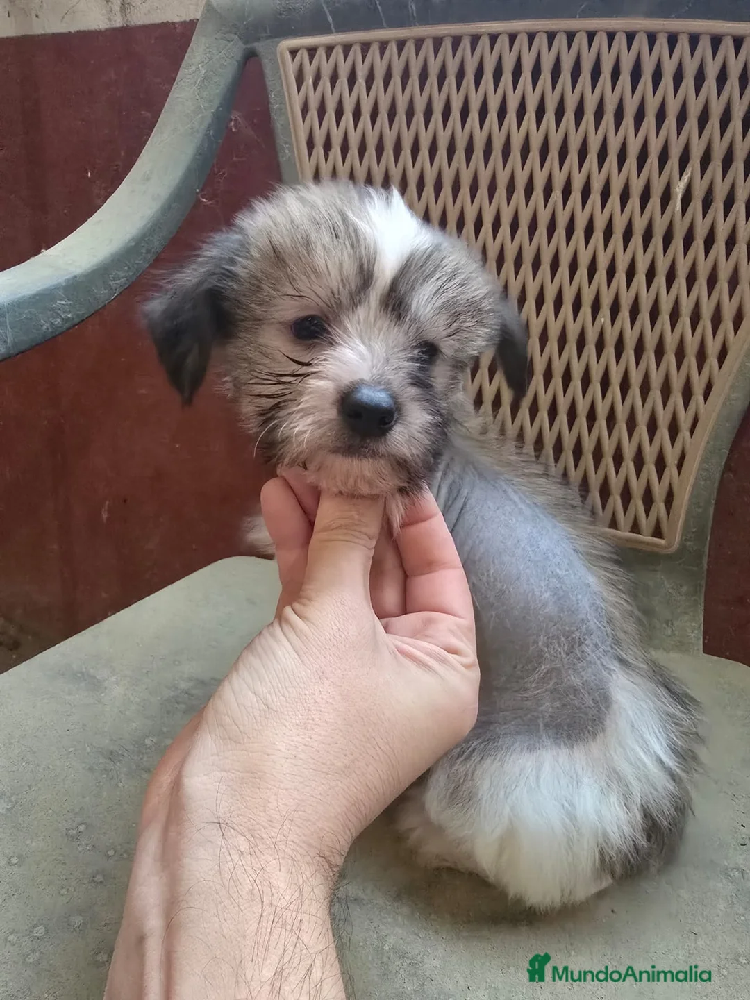 Perro Crestado Chino perros en venta: Crestados Chinos - Anuncio 1