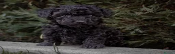 Caniche Toy perros en venta: Camada caniche Toy negro - Anuncio 3