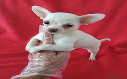 Chihuahua perros en venta: Chihuahua Mini  - Imagen 1