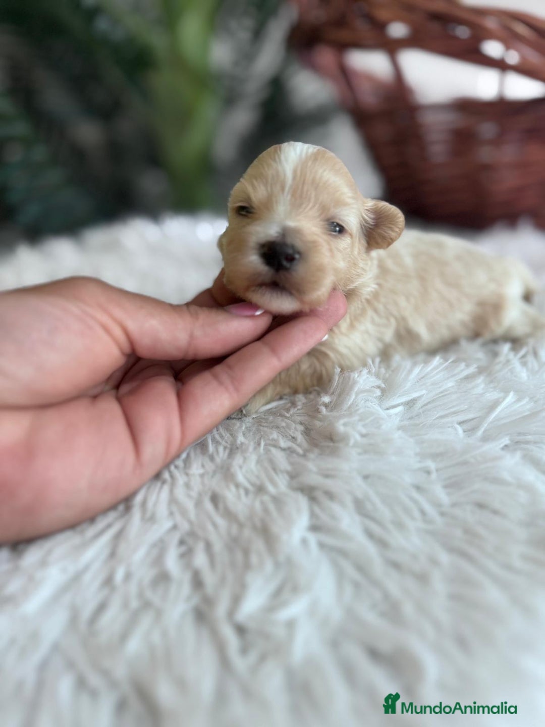 Maltipoo perros en venta: MALTIPOO MACHO - Imagen 14