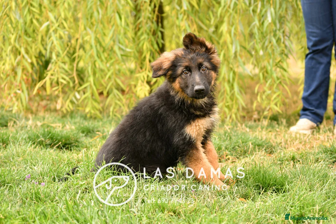 Pastor Alemán perros en venta: Pastor alemán próxima camada - Anuncio 7
