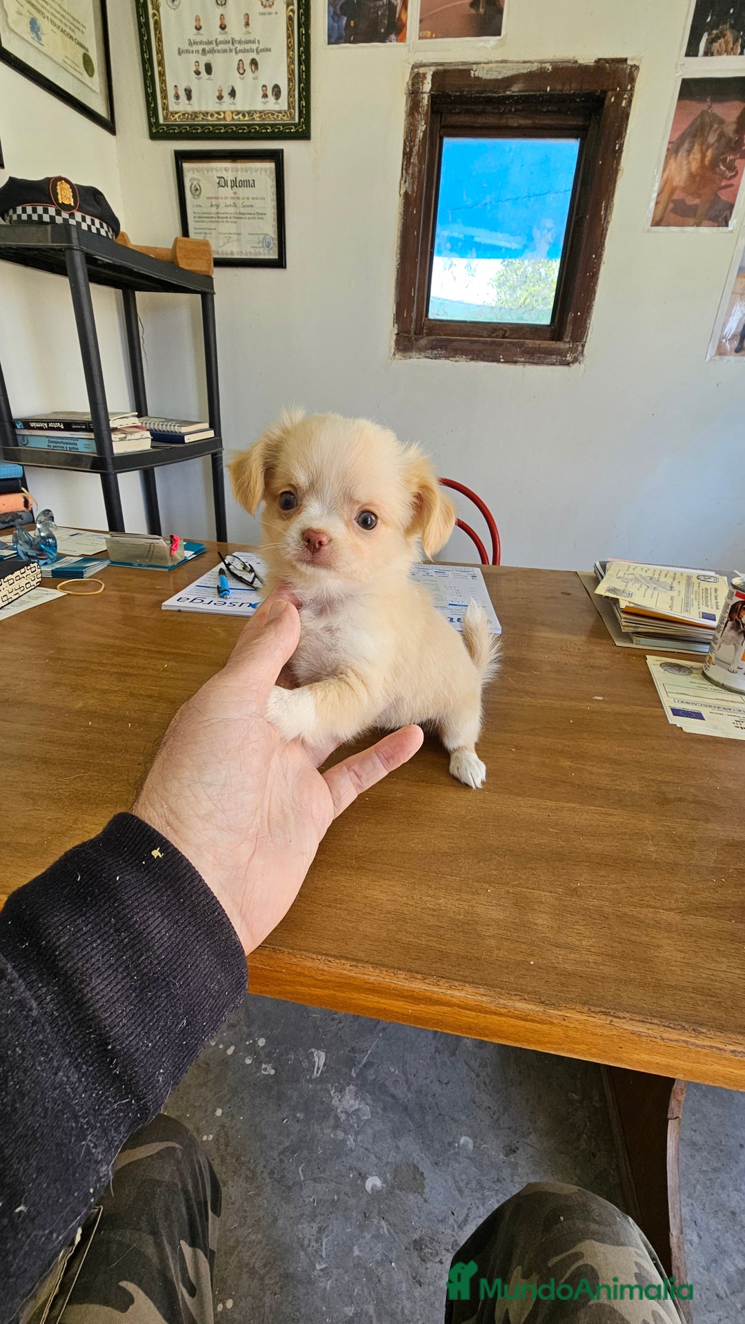 Chihuahua perros en venta: Bonitos chihuahuas  - Anuncio 3