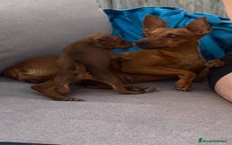 Pinscher Miniatura perros en venta: Pinscher macho  - Imagen 1