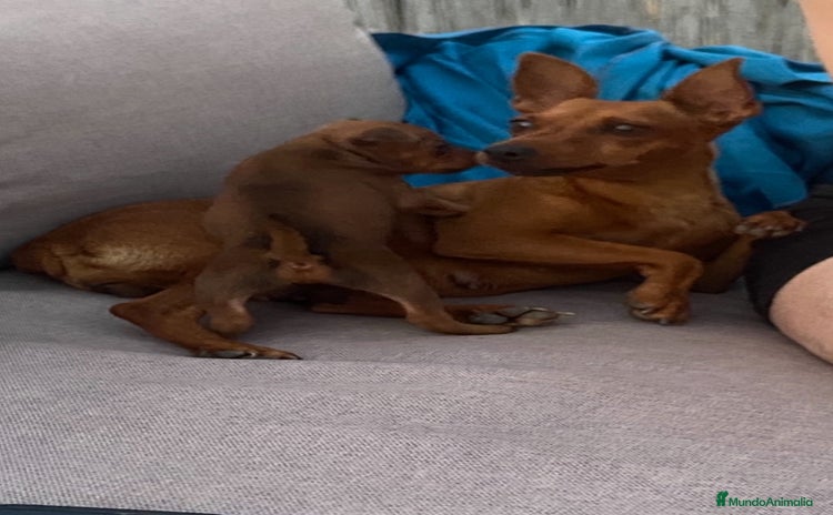 Pinscher Miniatura perros - Anuncio 1