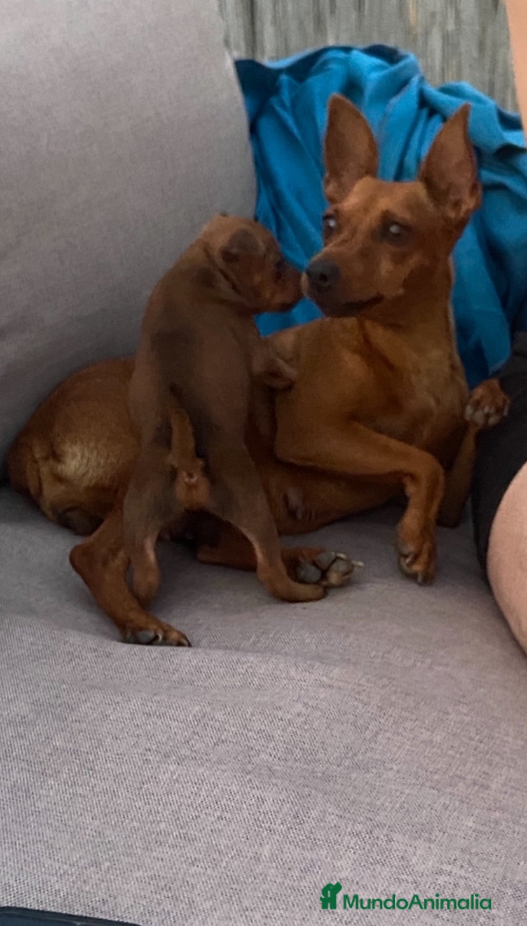 Pinscher Miniatura perros en venta: Pinscher macho  - Imagen 1
