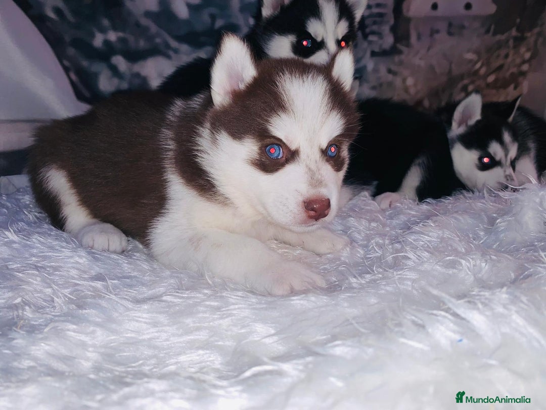 Husky Siberiano perros en venta: Cachorros husky siberianos  - Anuncio 10
