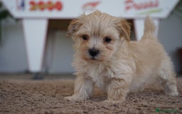 Maltipoo perros en venta: 🐾 Snow, Paco y Manolo – Maltipoo especiales 🐾 - Imagen 11