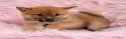 Shiba Inu perros en venta: CAMADA DE SHIBA INU DISPONIBLES - Anuncio 3