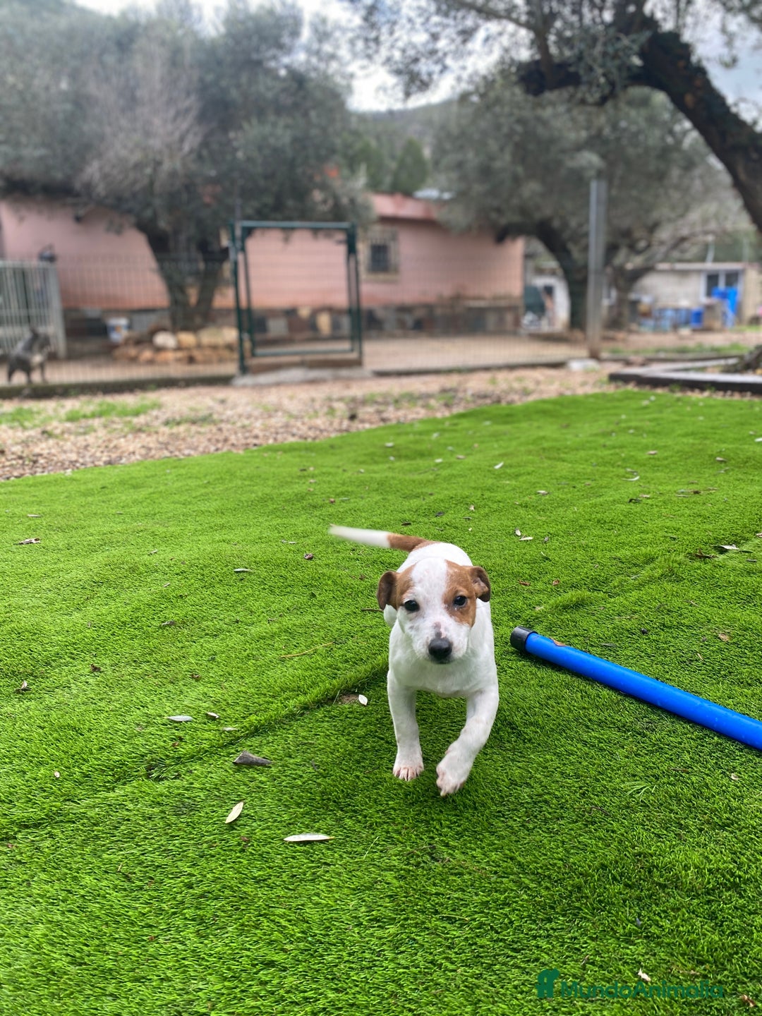 Jack Russell Terrier perros en venta: Cachorritos Jack Russell - Anuncio 2