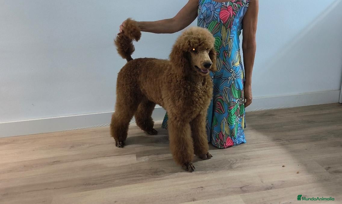 Caniche Gigante perros Caniche gigante  - Anuncio 5