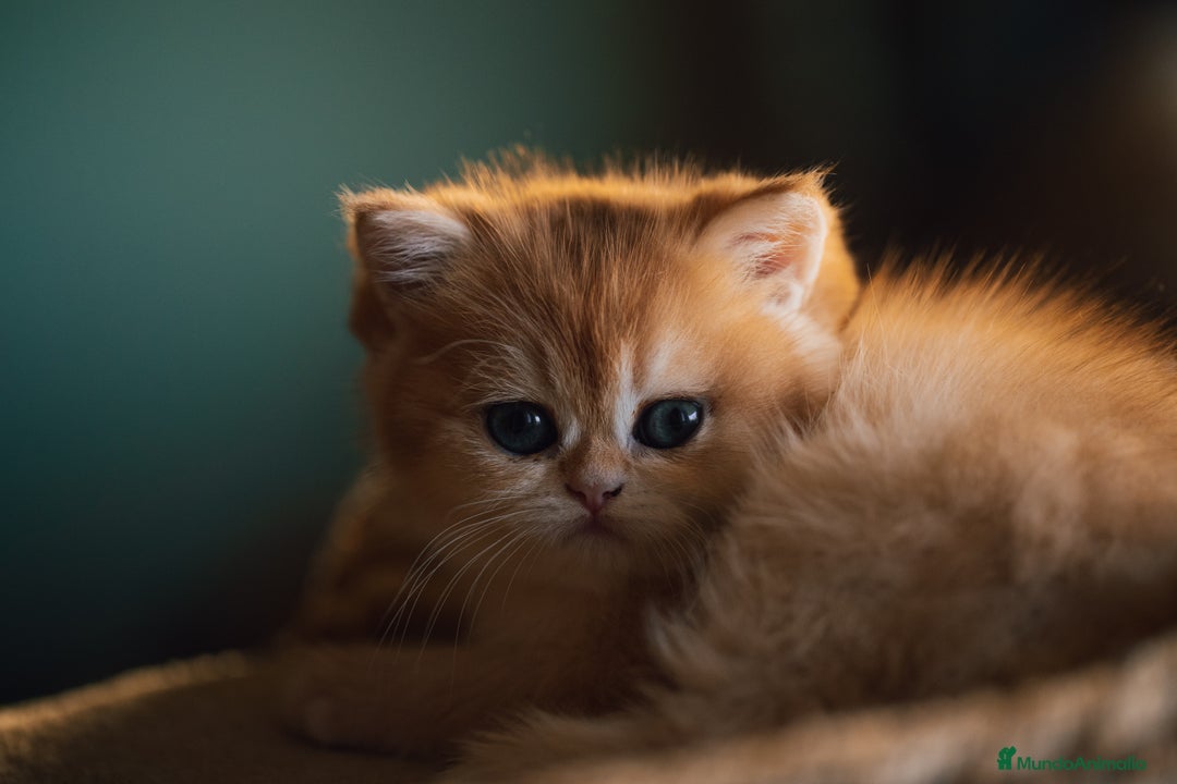Británico de Pelo Corto gatos en venta: Preciosas british golden chinchilla - Anuncio 8