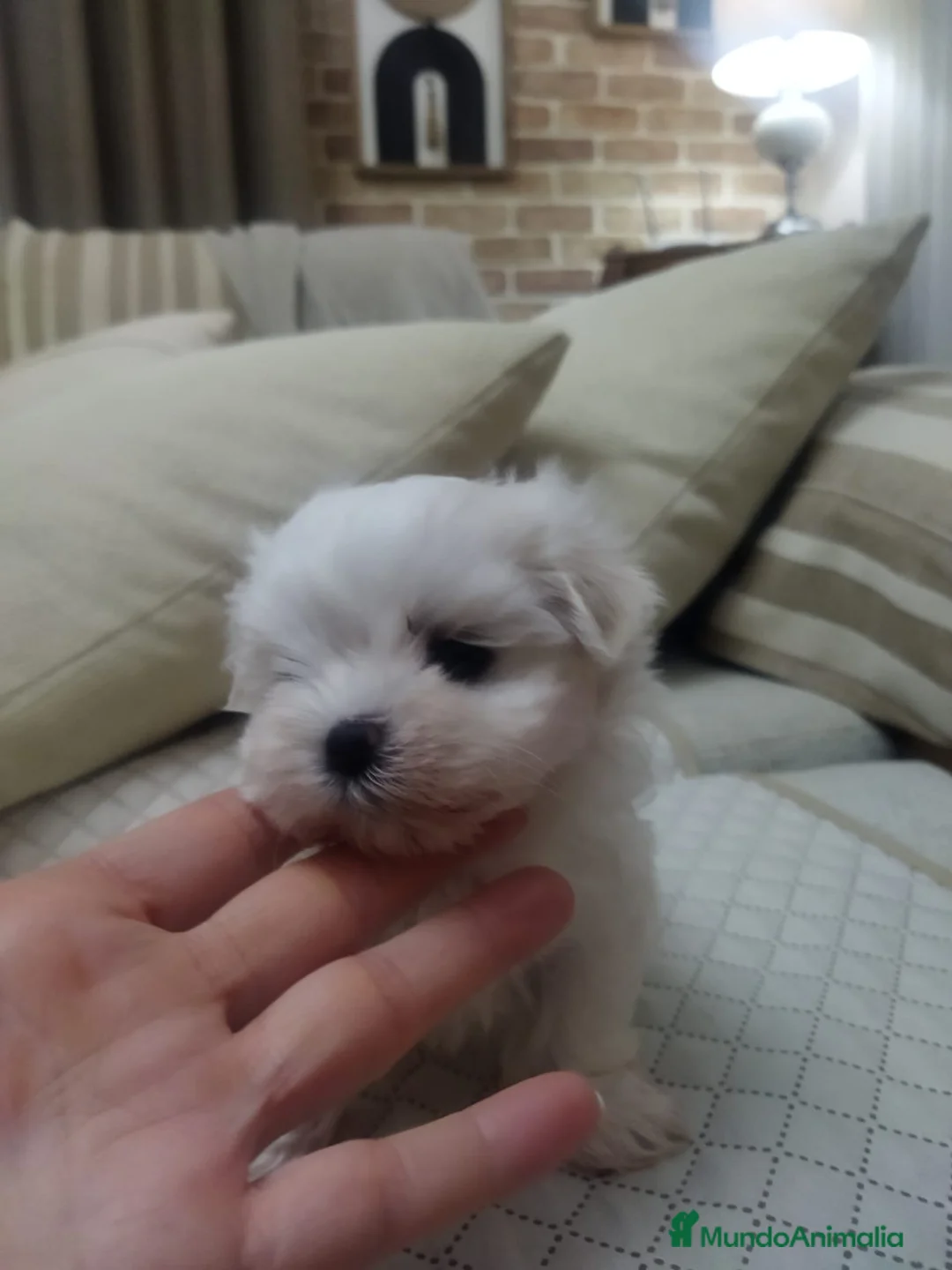 Bichón Maltés perros en venta: Bichón maltés - Anuncio 8