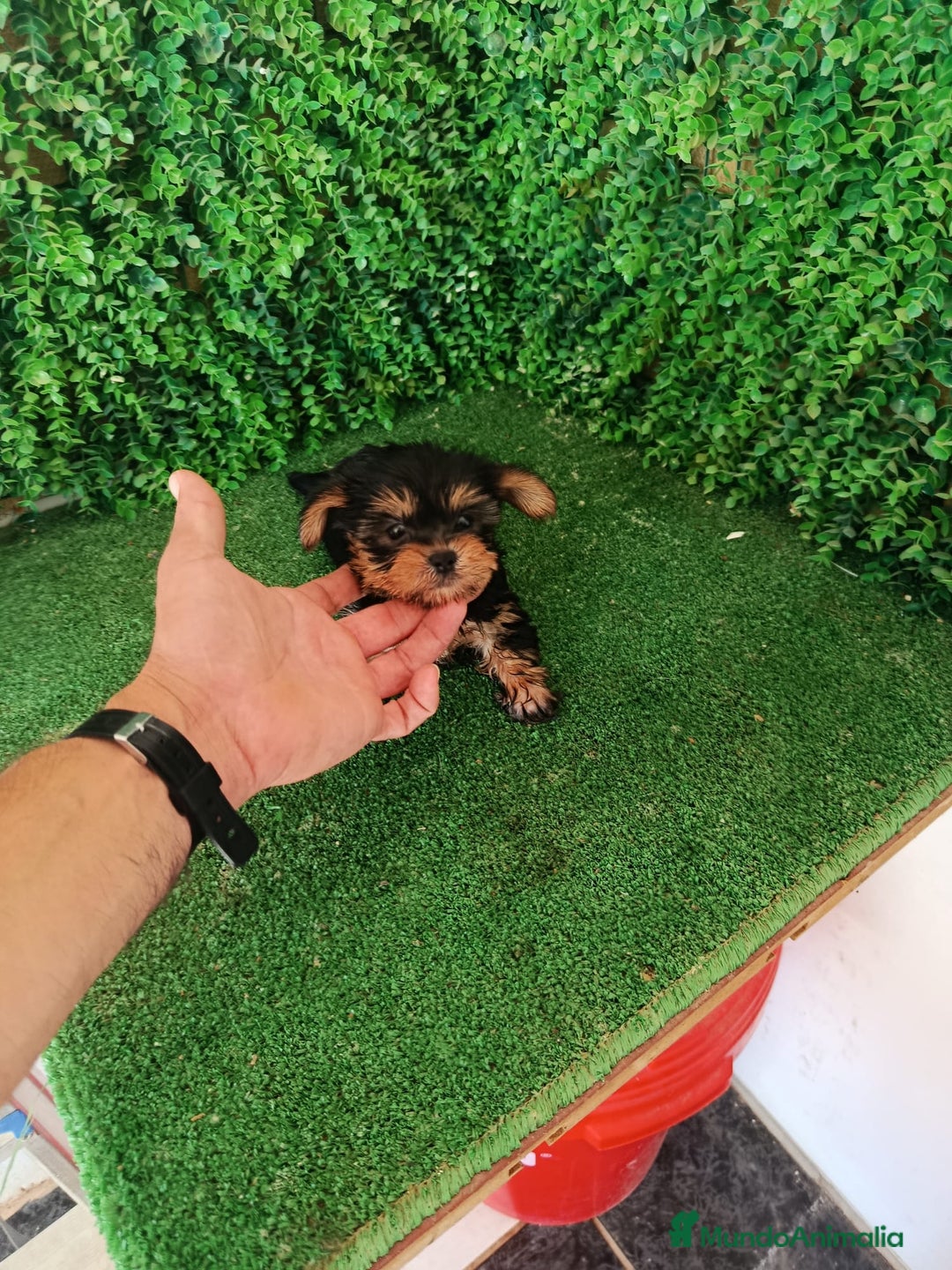 Yorkshire Terrier perros en venta: 🐾✨ Mini Yorkshire Toy Macho – ¡De Bolsillo! ✨🐾 - Imagen 9