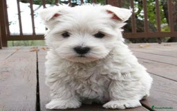 West Highland White Terrier perros en venta: DULCES BEBES DE WESTY TERRIER - Anuncio 1