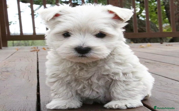 West Highland White Terrier perros DULCES BEBES DE WESTY TERRIER - Anuncio 2