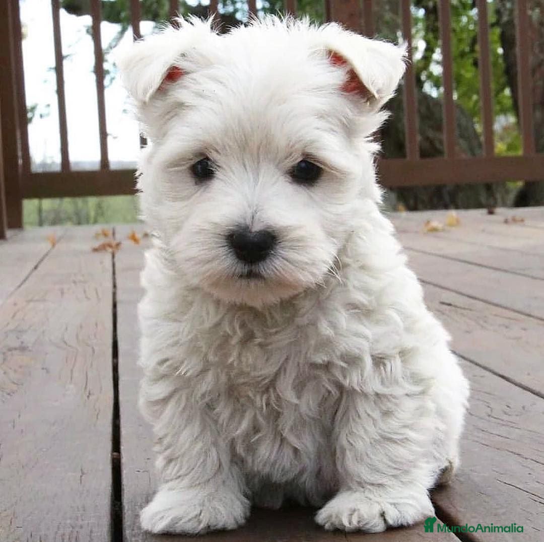 West Highland White Terrier perros en venta: DULCES BEBES DE WESTY TERRIER - Anuncio 1