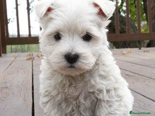 West Highland White Terrier perros DULCES BEBES DE WESTY TERRIER - Anuncio 3