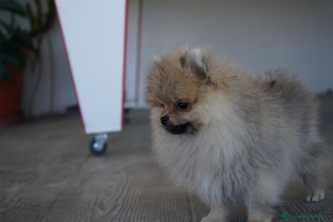 Pomerania perros en venta: 🐾 Sparky – Pomerania marrón mini toy 🌰 - Imagen 8