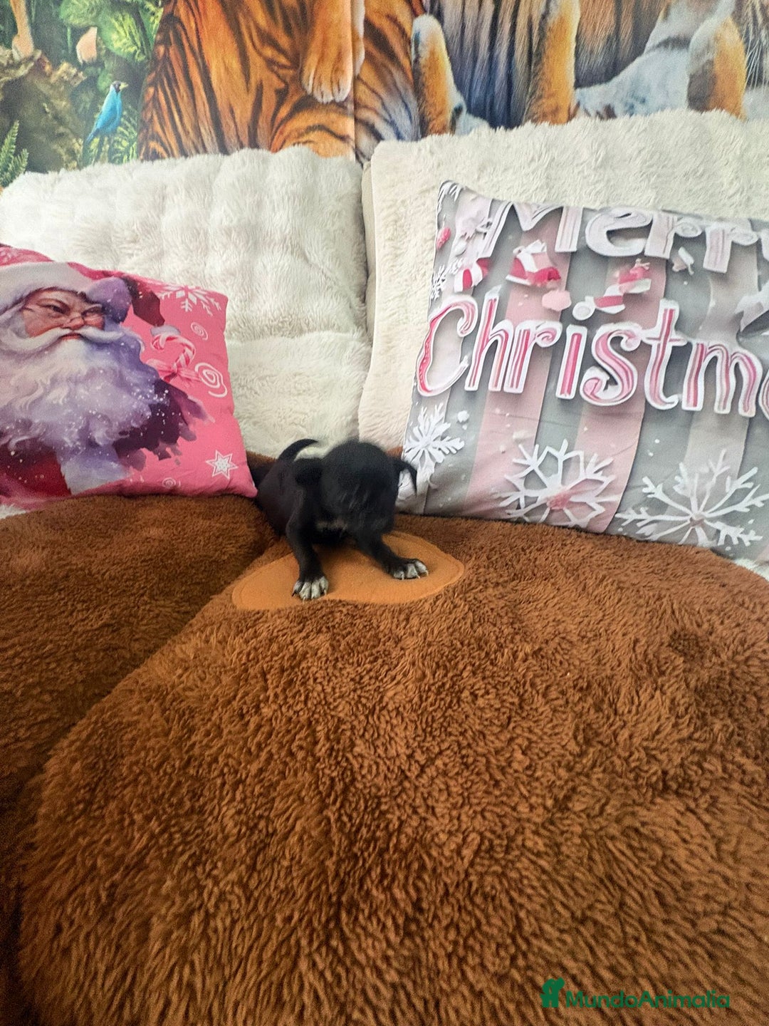 Chihuahua perros en venta: Chihuahua mini toy  - Anuncio 12