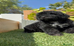 Perro de Agua Español perros en venta: PERRO DE AGUA ESPAÑOL HEMBRA - Imagen 6