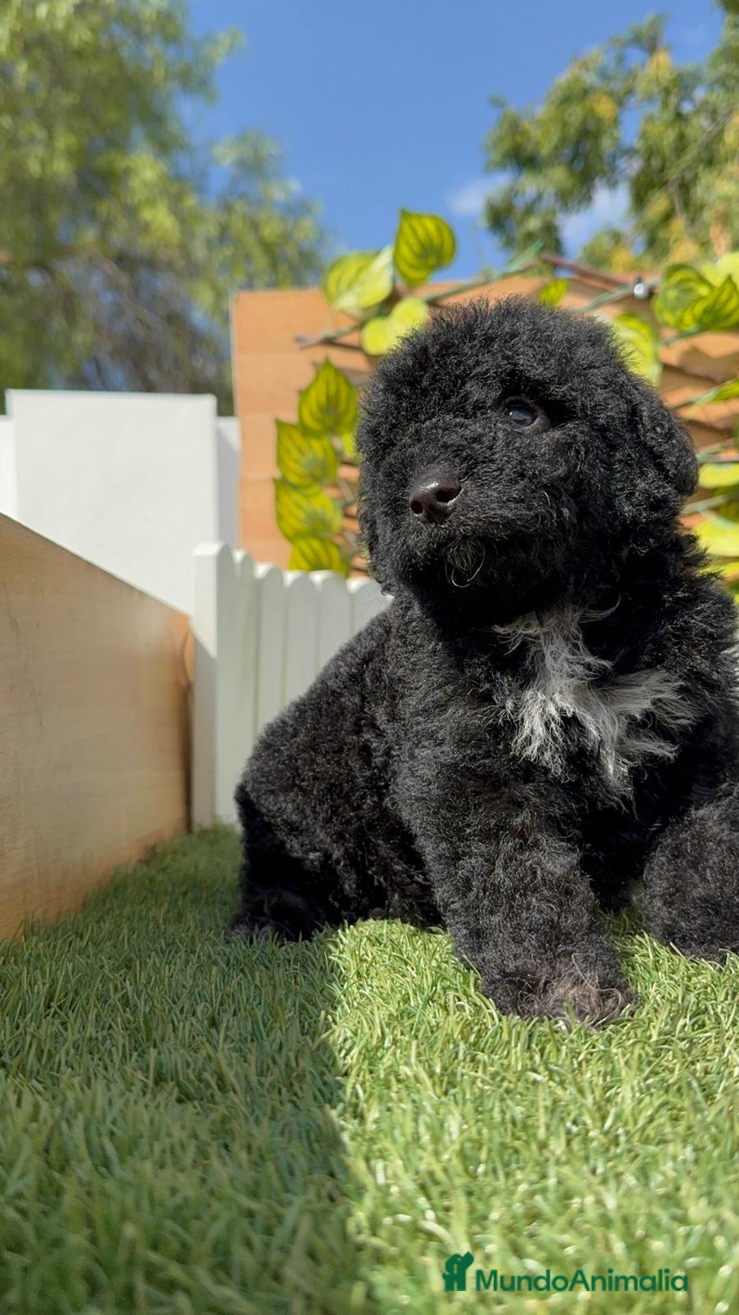 Perro de Agua Español perros en venta: PERRO DE AGUA ESPAÑOL HEMBRA - Imagen 6