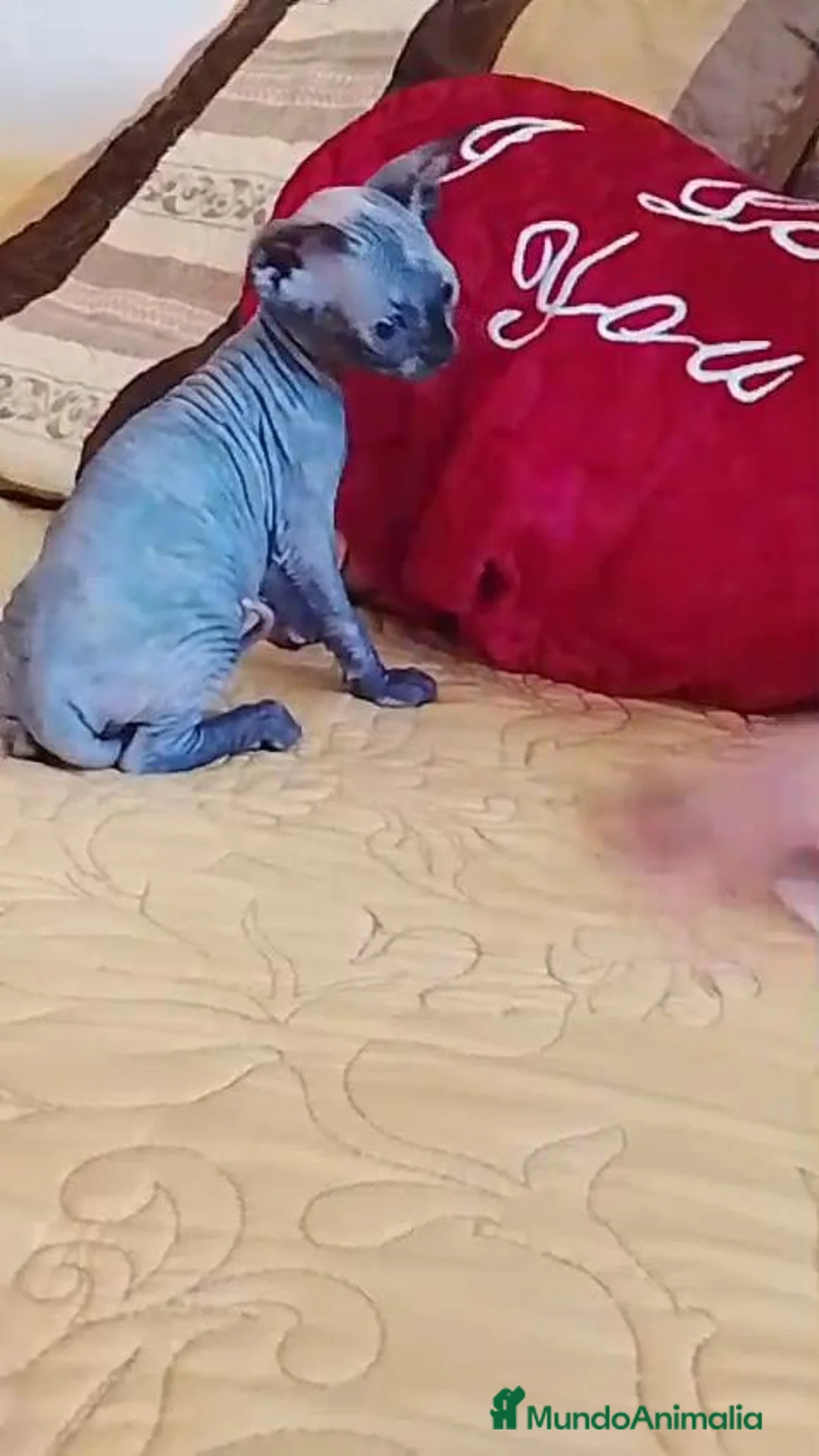 Sphynx gatos en venta: Preciosa hembrita tortuga blue  - Anuncio 2
