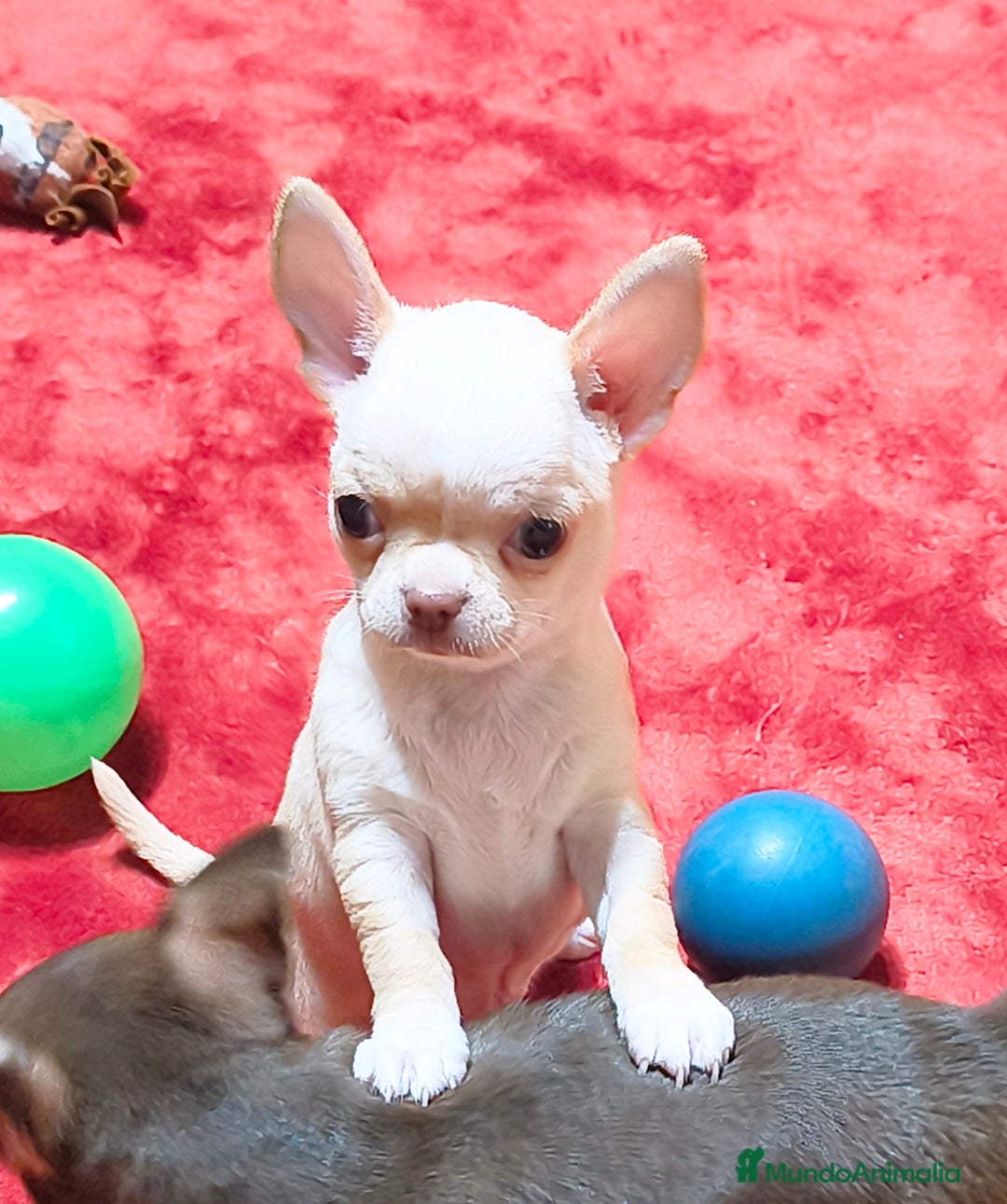 Chihuahua perros en venta: Precioso cachorro chihuahua  - Anuncio 12