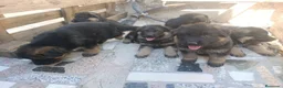 Pastor Alemán perros en venta: Disponible Pastores Alemanes Línea de belleza  - Anuncio 3