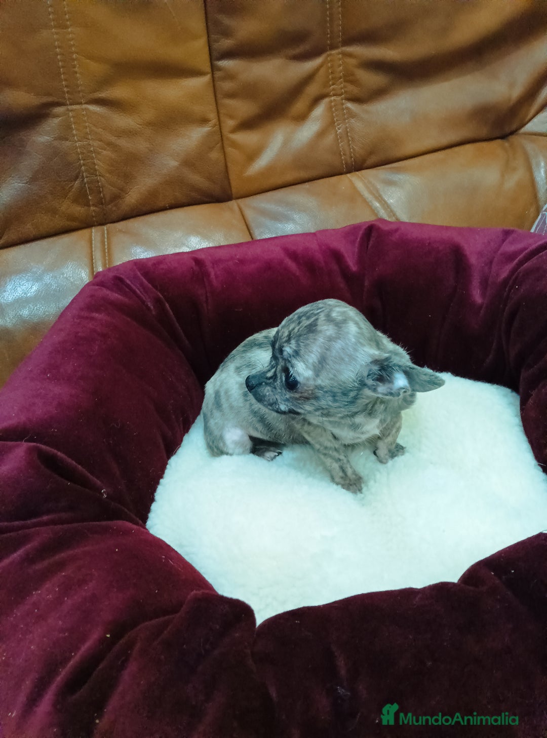 Chihuahua perros en venta: CHIHUAHUA TOY - Anuncio 7