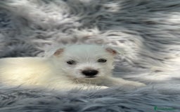 West Highland White Terrier perros en venta: WEST HISDLAND TERRIER - Imagen 5