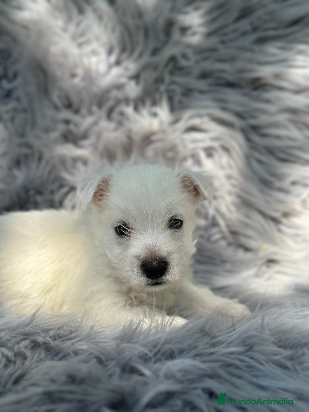 West Highland White Terrier perros en venta: WEST HISDLAND TERRIER - Imagen 5