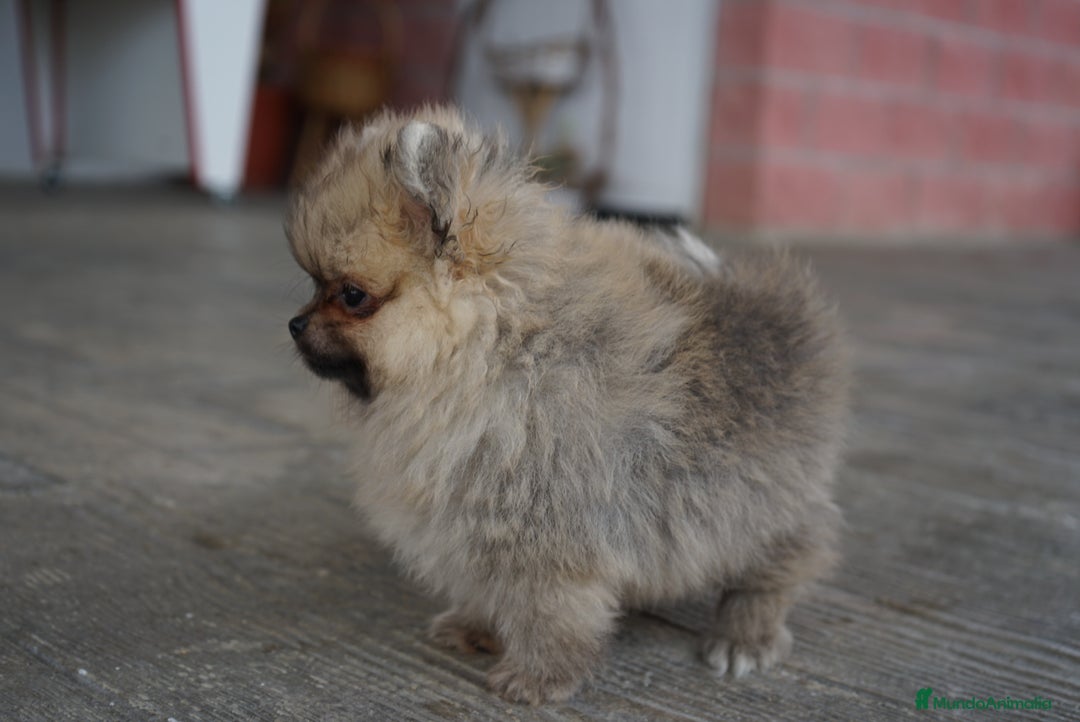 Pomerania perros en venta: 🐾 Strike – Pomerania macho marrón 🐾 - Imagen 9