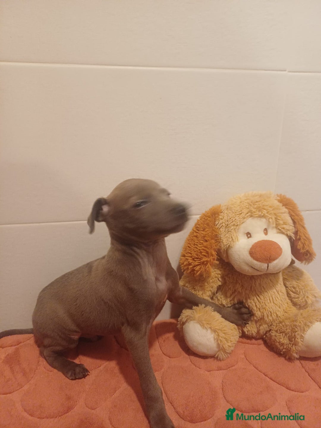 Pequeño Lebrel Italiano perros en venta: Lebrel italiano  - Anuncio 2