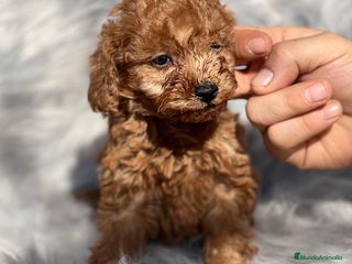 Caniche Toy perros en Barcelona - Anuncio 39