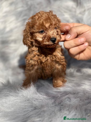 Caniche Toy perros en Barcelona - Anuncio 18