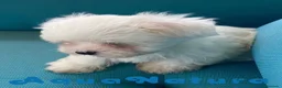 Bichón Maltés perros en venta: Bichon Maltes Macho 6810 - AQUANATURA en Barcelona - Anuncio 3