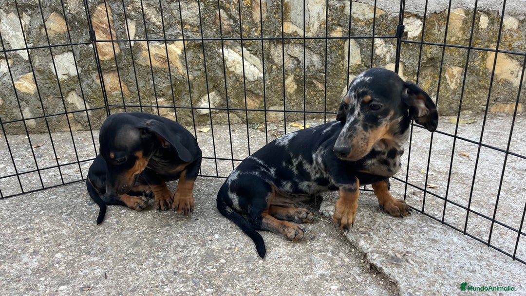 Teckel Miniatura perros en venta: Camada de Teckel miniatura  - Imagen 4